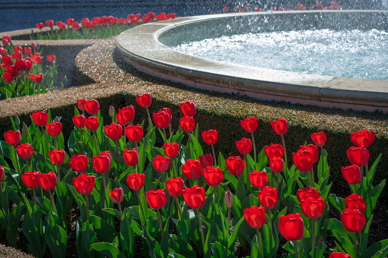 Tulips in bloom at Ferrari Carano 785