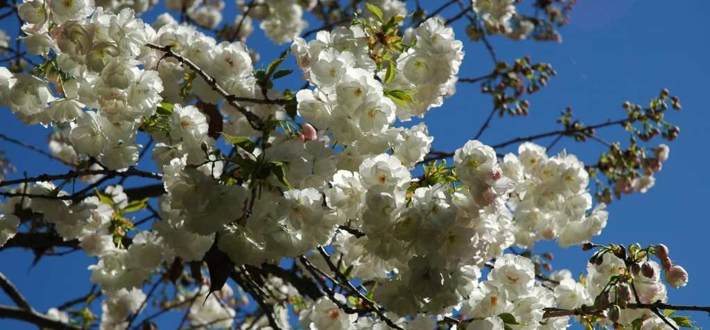 gardens blossoms