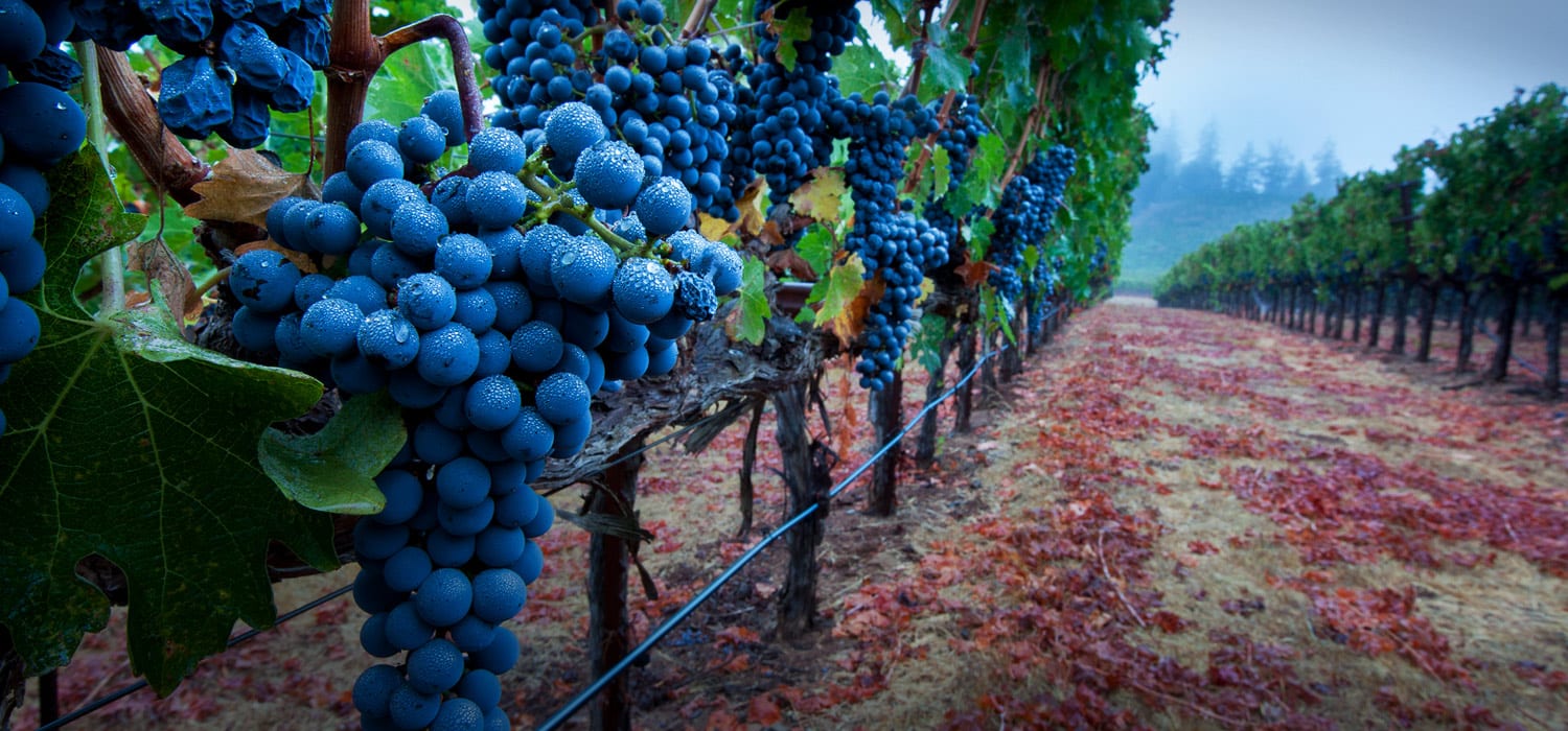 russian river valley